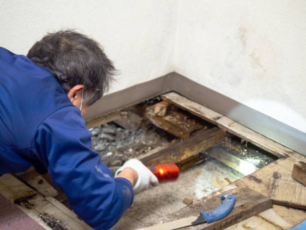 Professional Mold Remediation in West Linn, OR