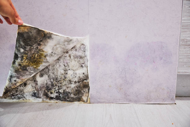 Best Preventive Mold Services in West Linn, OR